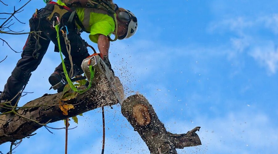 How Much Does Tree Removal Cost In Brisbane Complete Pricing Guide