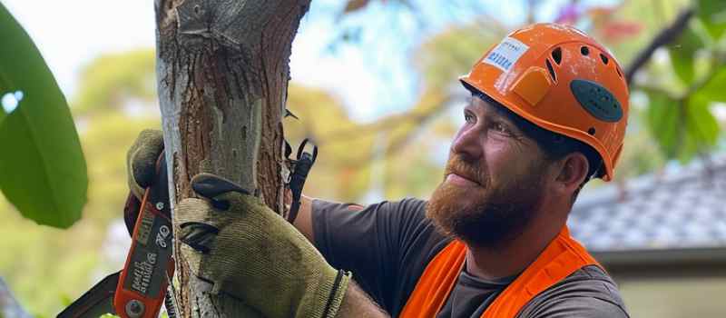 Tree Lopping Brisbane